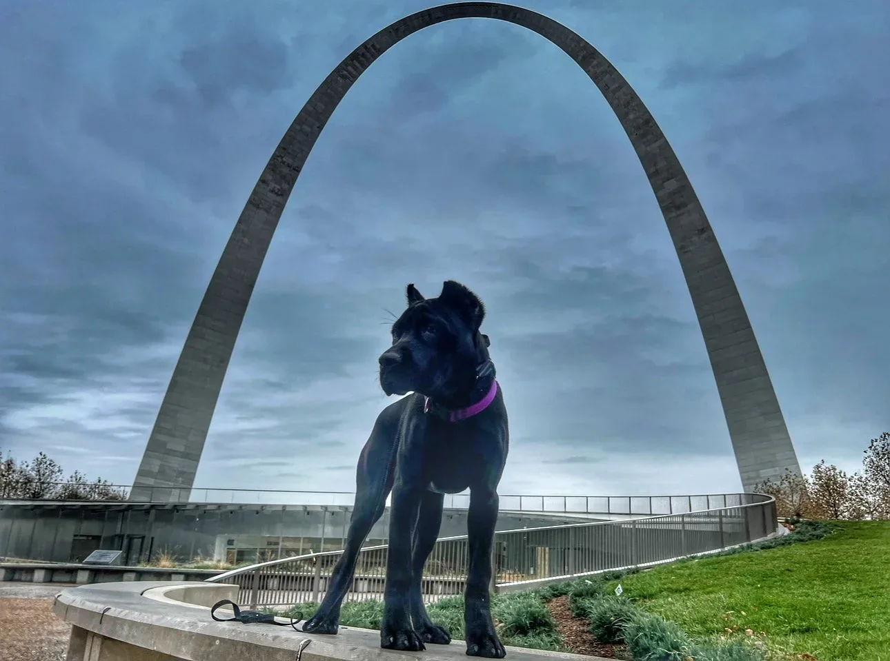 A young black Great Dane standing beneath the Gateway Arch