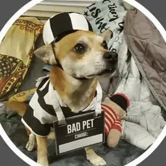 Baxter, a small terrier mix