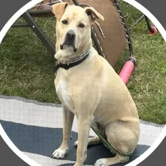 Cardi, a lab mix rescue