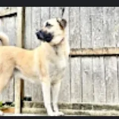 Eleanor, a rescue Anatolian shepherd