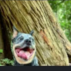 Josey, a Blue Heeler