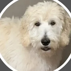 A cream goldendoodle puppy