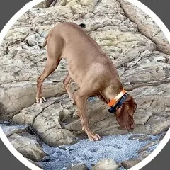 Maggie, a Vizsla, exploring rocky shoreline