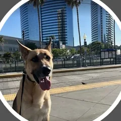 Ranger, a shepherd mix, calm downtown