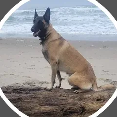 A Belgian Malinois sitting on driftwood at the beach
