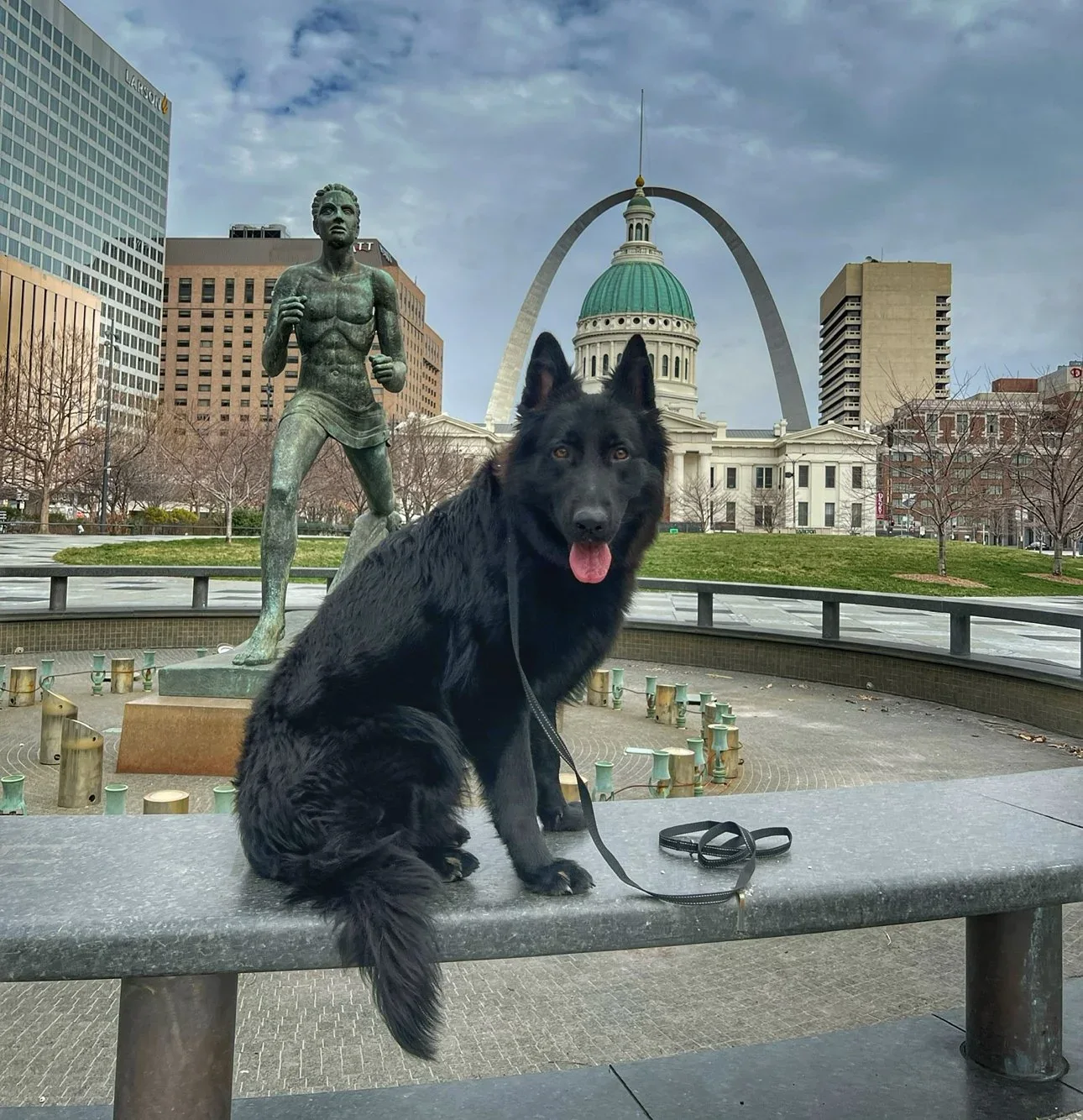 A calm dog holding a steady sit on a downtown St. Louis plaza with the Gateway Arch behind