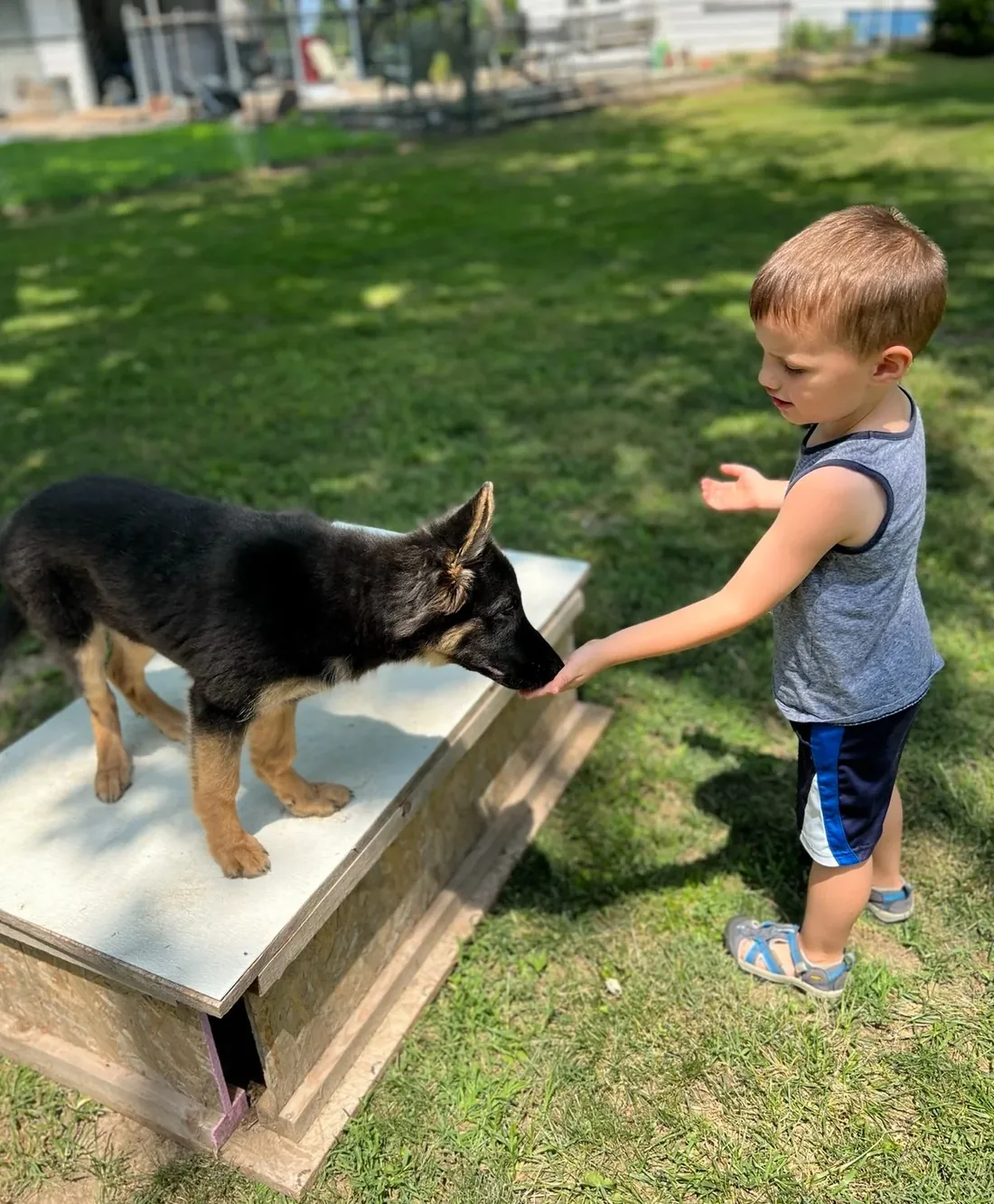 A young German Shepherd holding a stay while a child reaches out