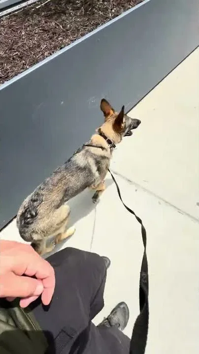 Luna, a shepherd, working a recall downtown with Aaron