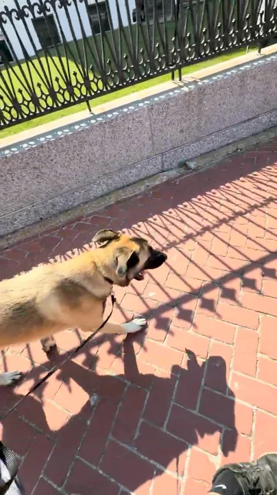 Carly, a shepherd, working on a downtown St. Louis plaza