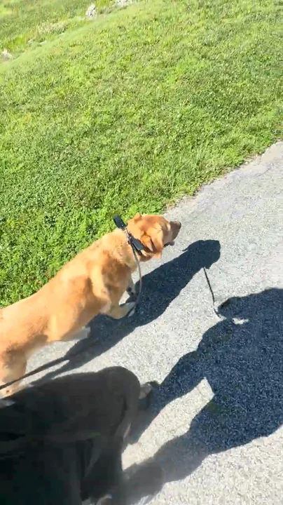 Maddie holding engagement near distractions at a park