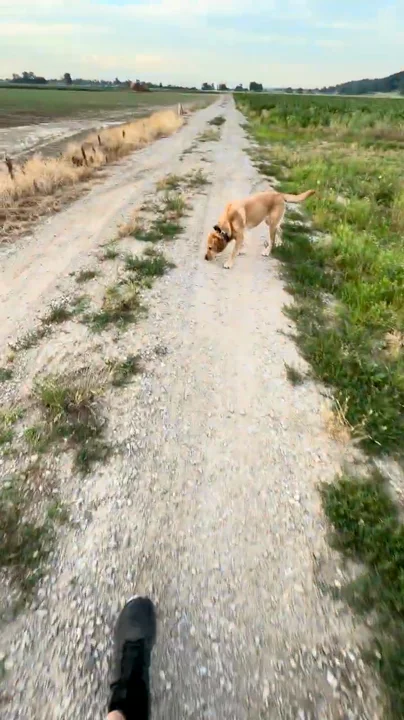 Maddie happy and loose on a nature hike with Aaron