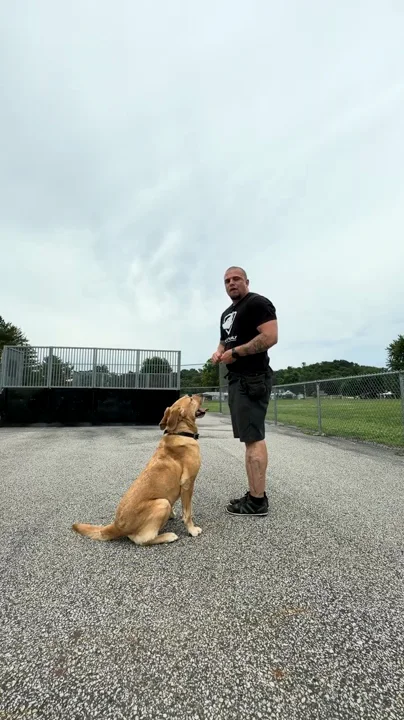 Aaron running a heel drill with Maddie at a park
