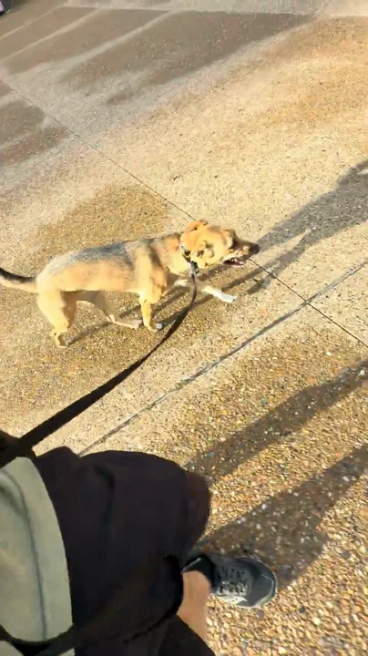 Sage, a shepherd, holding a down-stay near the Gateway Arch grounds