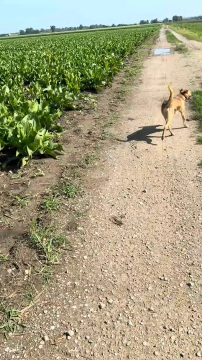 Sage moving off leash on a gravel path, dialed in on Aaron