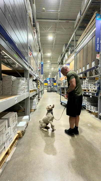 Aaron heeling Wrigley down a Lowe's aisle