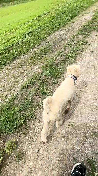 Wrigley, a cream Lab, engaged off leash in a field with Aaron