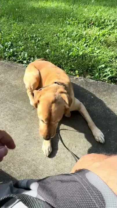 Aaron working Maddie on neutrality outside a dog park
