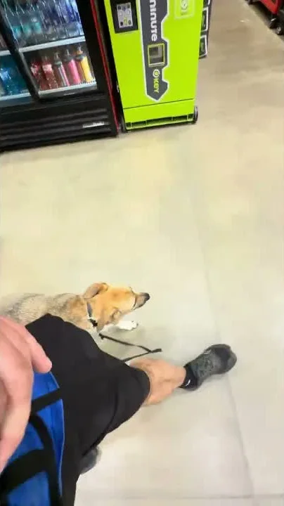 Aaron walking Sage through a Lowe's aisle