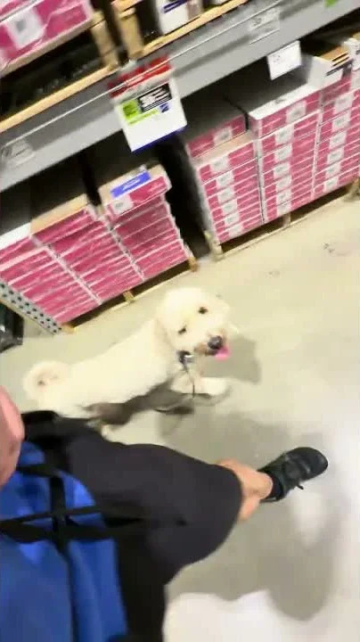 Aaron running drills with Wrigley down a Lowe's aisle