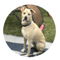 Cardi - Testimonial for Marmon Family Dog Training