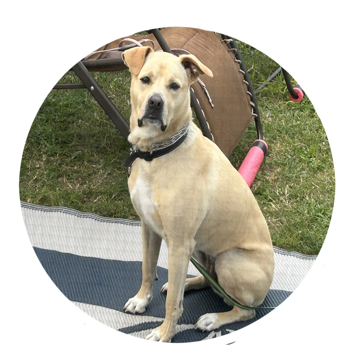 Cardi - Testimonial for Marmon Family Dog Training