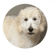 Maggie - Testimonial for Marmon Family Dog Training