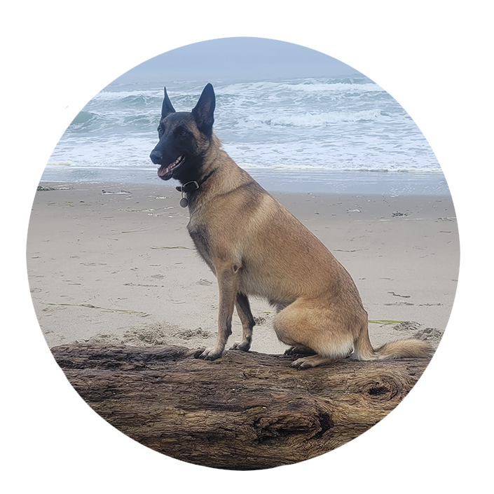 Testimonial for Marmon Family Dog Training