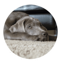 Aeda - Testimonial for Marmon Family Dog Training