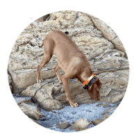 Maggie - Testimonial for Marmon Family Dog Training
