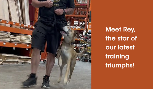 Meet Rey, the star of out latest triumphs in dog training, Marmon Family Professional Dog Training