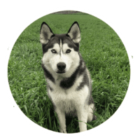 Rocky, Dog Training, Testimonials, Marmon Family Professional Dog Training
